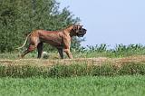 DOGUE ALLEMAND 103